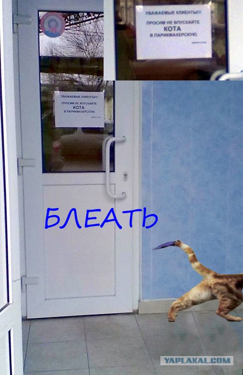 Не впускайте кота в парикхмахерскую)))