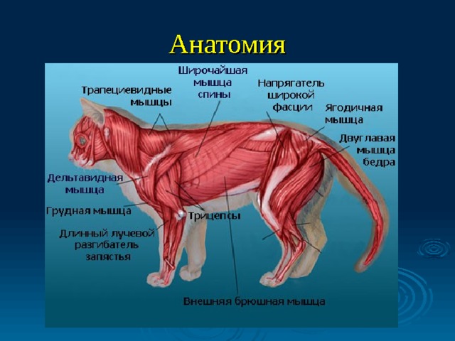 Сервал. Гроза ядовитых змей