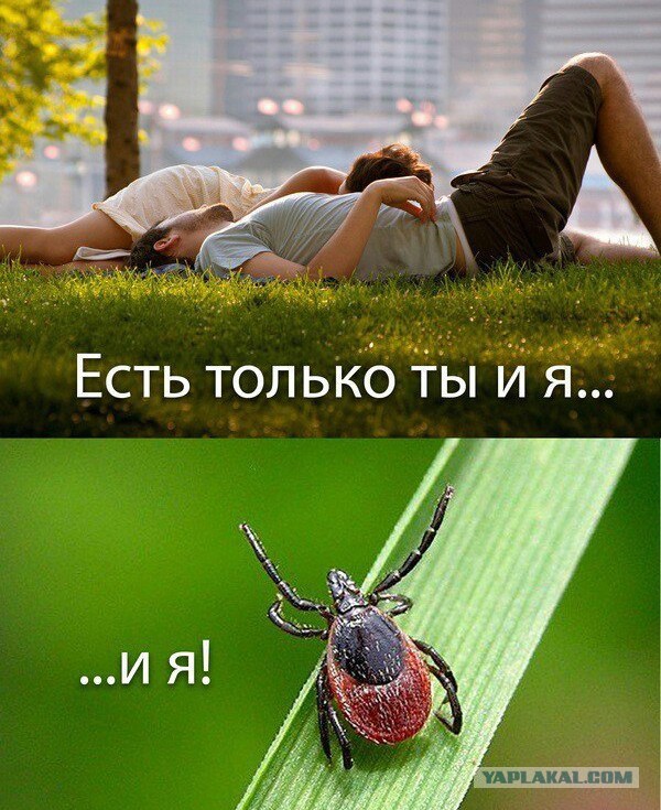 Клещ, ты задрал!