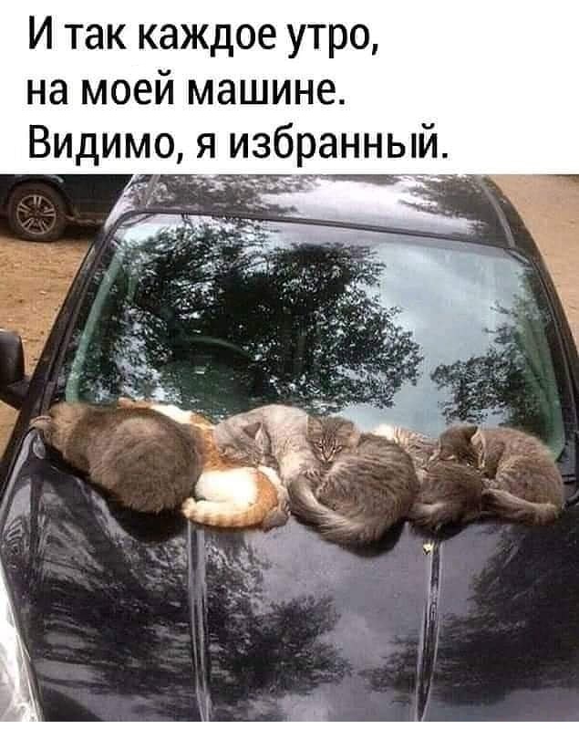 Картинки с надписями и всякие жизненные фразы 1.06.21