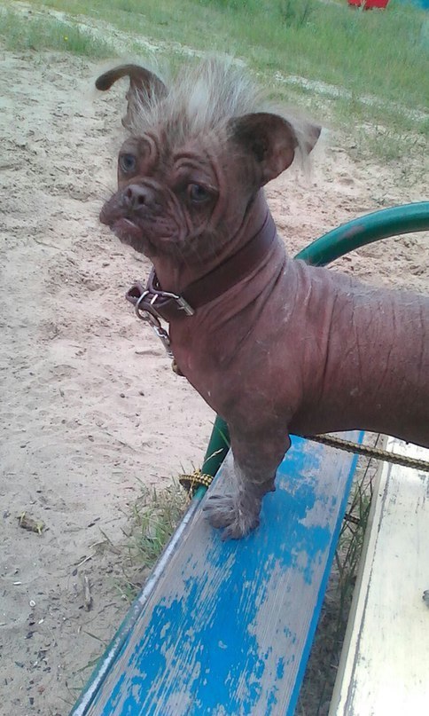 Подборка диких помесей собак