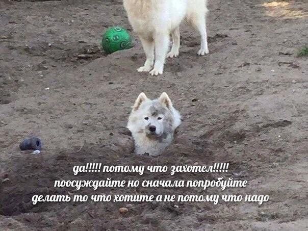 Картинок разной степени @банутости псто №2