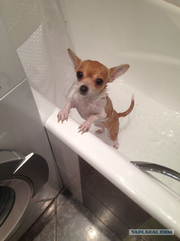 Про маленьких жалких собачек