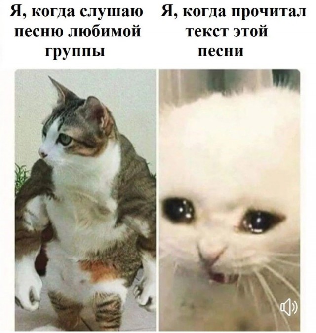 К котовторнику: подборка картинок-баянов с котиками и про котиков. Выпуск 24.