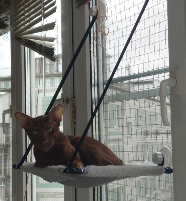гамак котам, на окно.