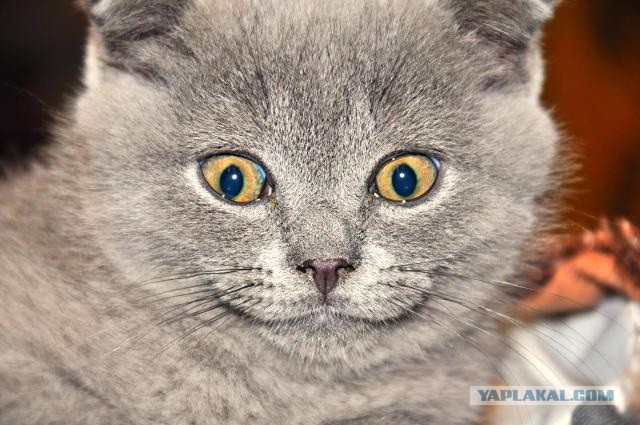 Котовторник  30.07.2013