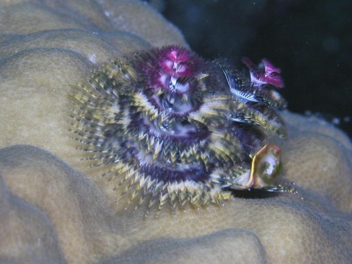 Новогодний червь