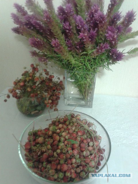 Почему не любят москвичей?