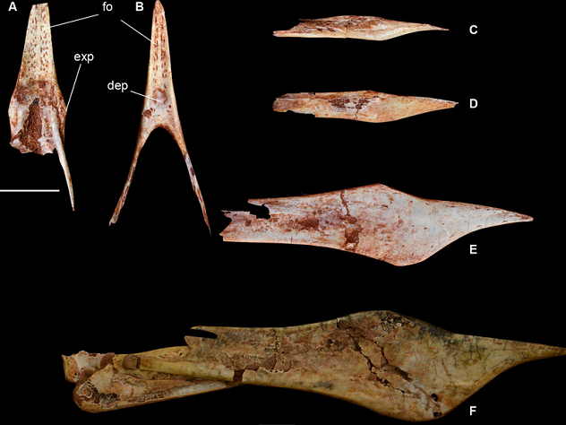 Удивительные открытия в палеонтологии