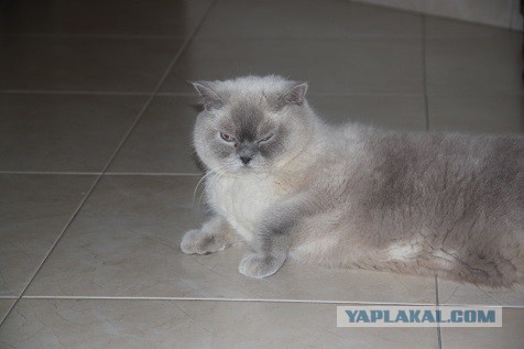Вот такая кошечка..