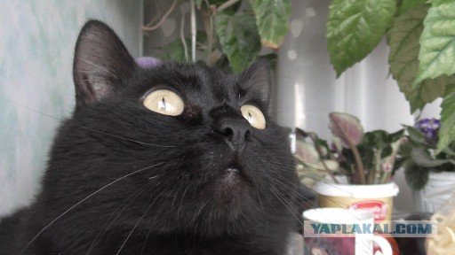 Котовторник 21.10.2014