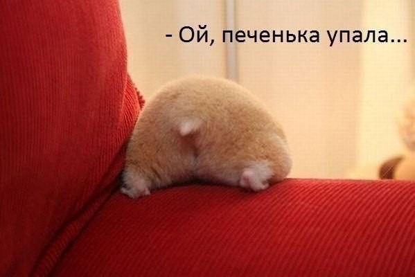 Веселые картинки
