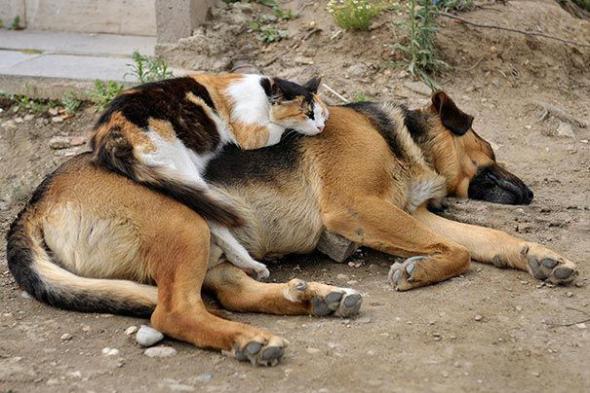 Кошки, которые используют собак вместо подушки