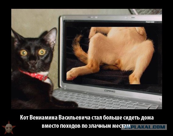 Если есть кошачье ню, то оно выглядит вот так...