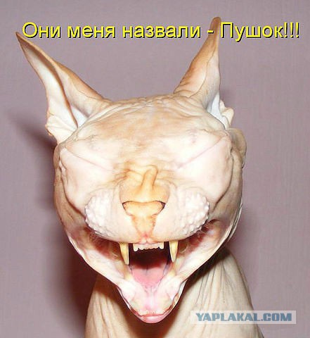Сфинкс