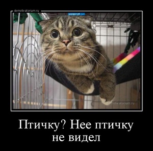 17 фотографий котов