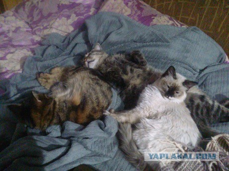 10 самых запомнившихся котов ушедшего года