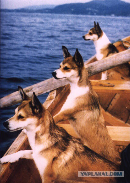 Собакочетверг