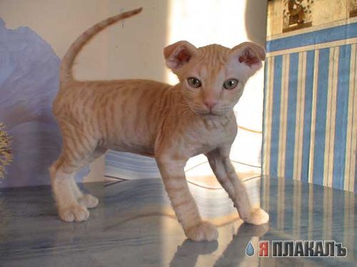 А вот и котовторник!