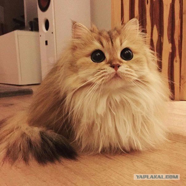 Комок милоты