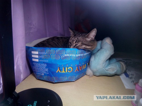 Котовторник 28.06.2016