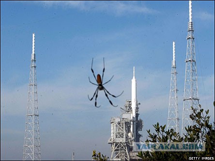 На Google Earth уфологи заметили гигантского паука, размером с автобус