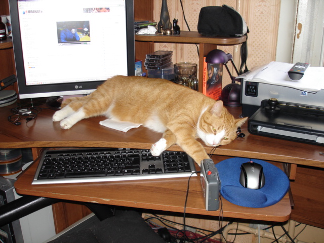 Котомет во вторник (11.12.2007)