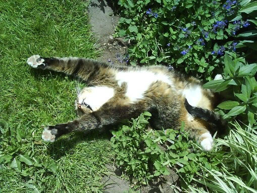 Если кот спит, значит, кот сыт
