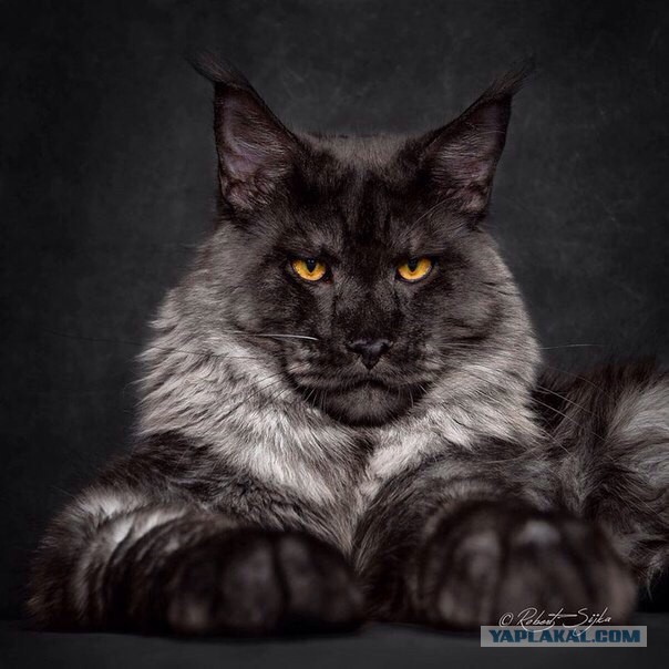 Кошкин день
