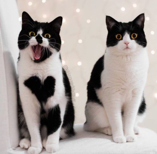 Коты и Кошки