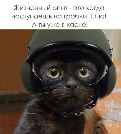 Коты и Кошки