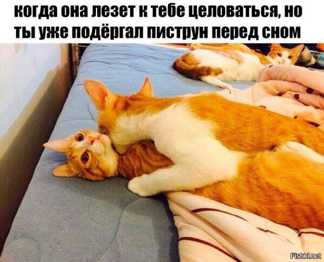 Прикольные картинки 22.06.2017.