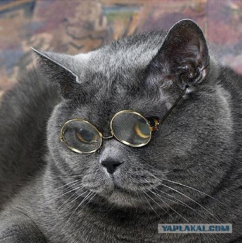 Коты. Отнюдь не ми-ми-ми.