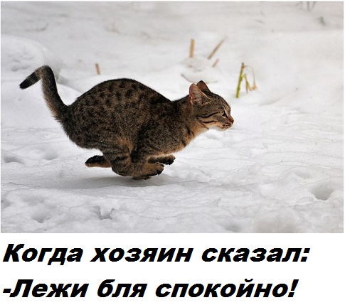 Как кот, внезапно стал матерью