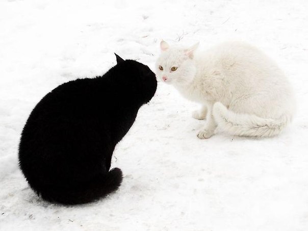 Фотобомбы котов