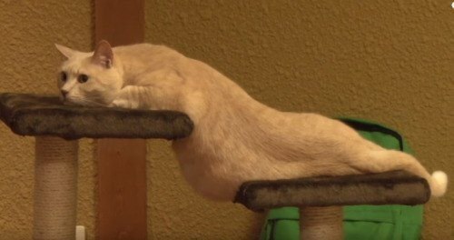 Немного милоты