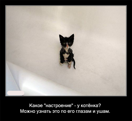 Интересные факты о кошках в картинках, 90 штук