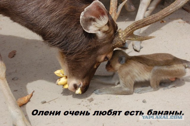 Подборка бесполезных фактов