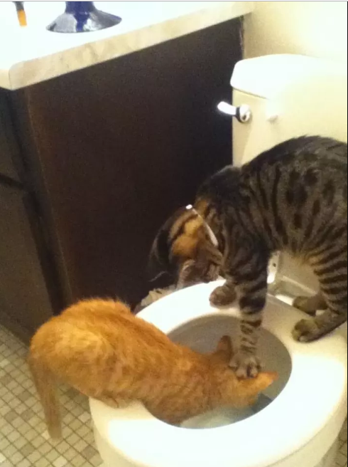 Котейка промахнулся