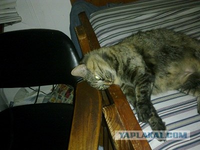 Котовторник 1.11.11