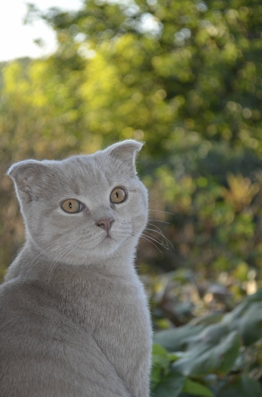 Котовторник!