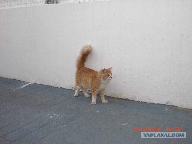 Котовторник 24.04.2012