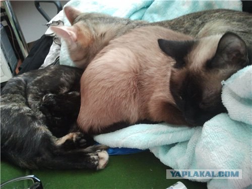 Котовторник (15.05.2012)