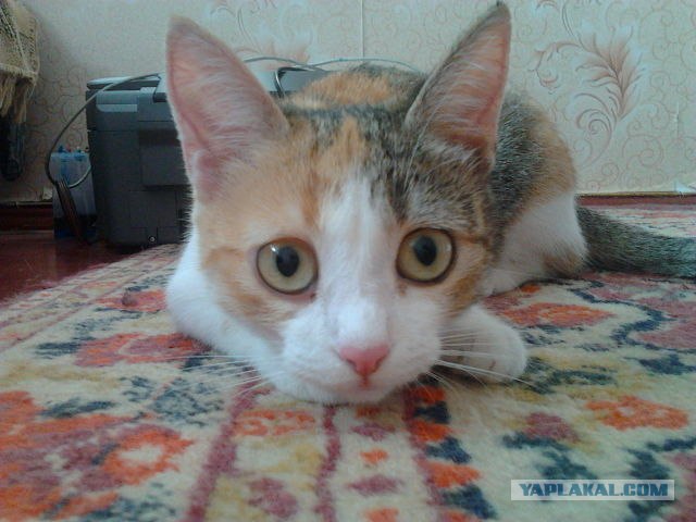 Котовторник  4.09.12