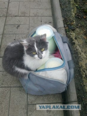 Самые смешные снимки животных за 2012 год