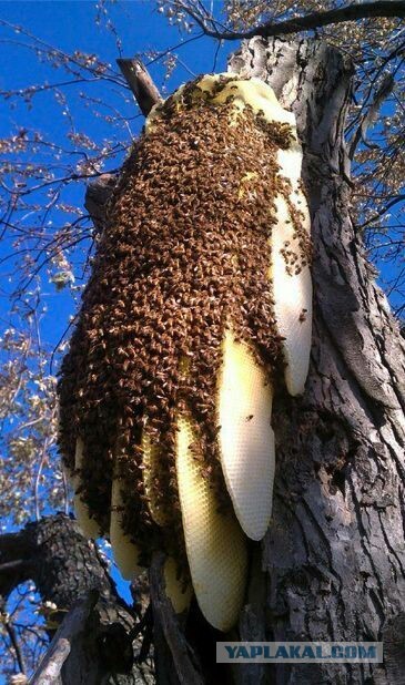 Пчелиный фристайл