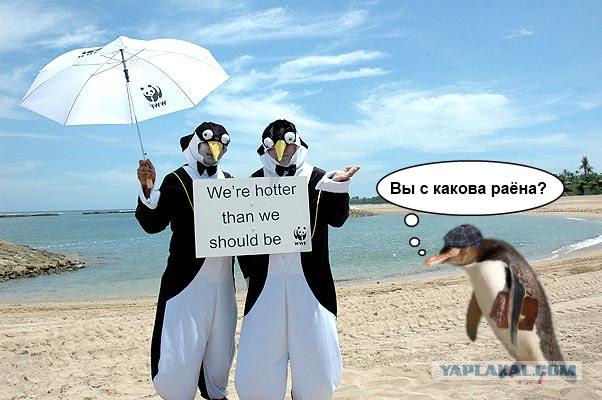Фотожаба: Два пингвина