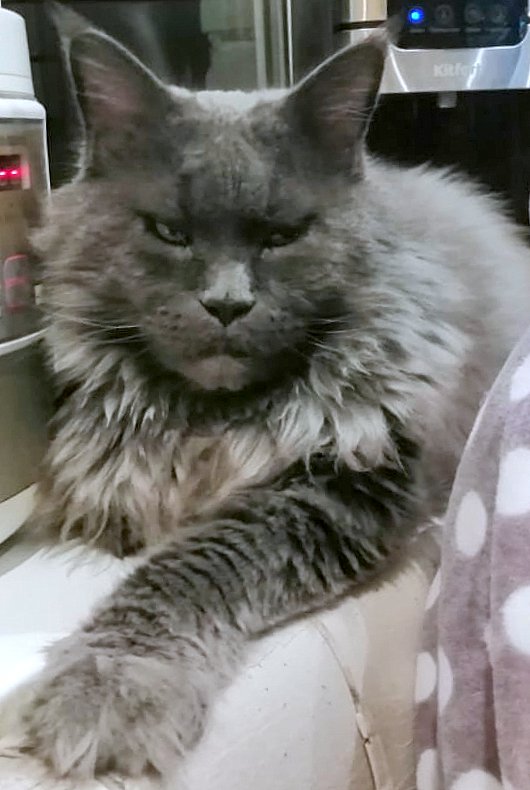 Вторник-кото