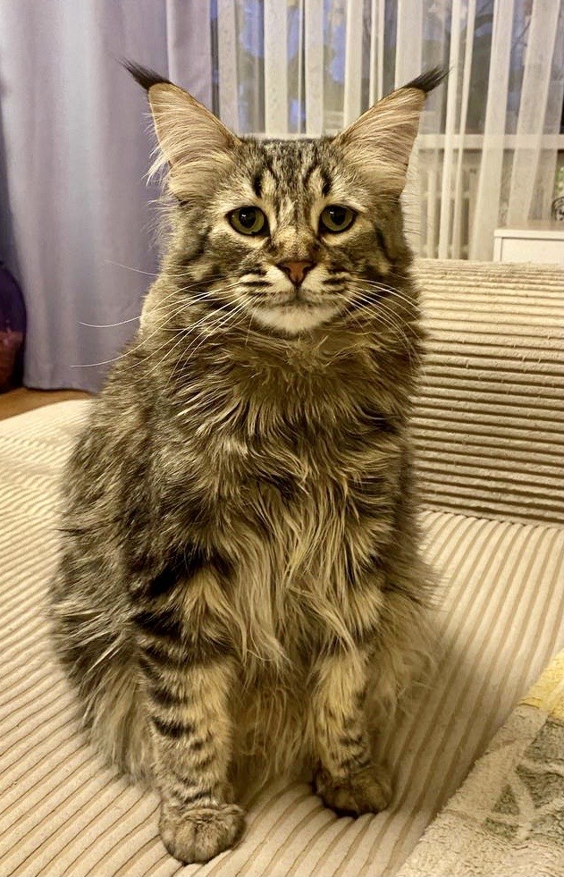 Ну, поехали в котоввторник!