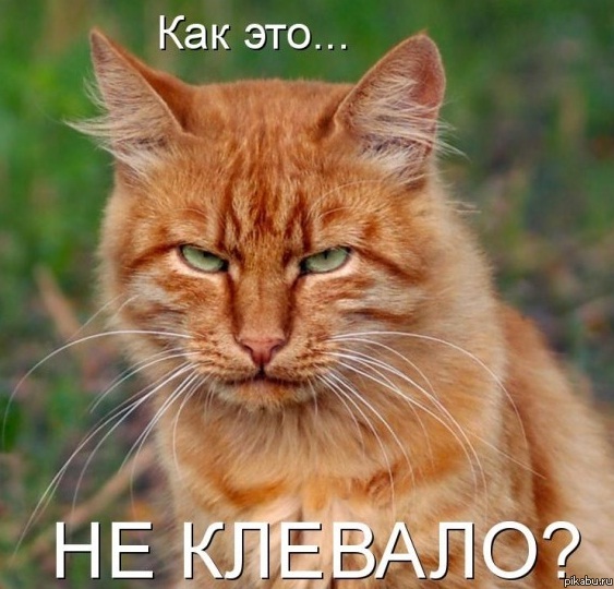 Котовторник! Пара фоток суровых котов.